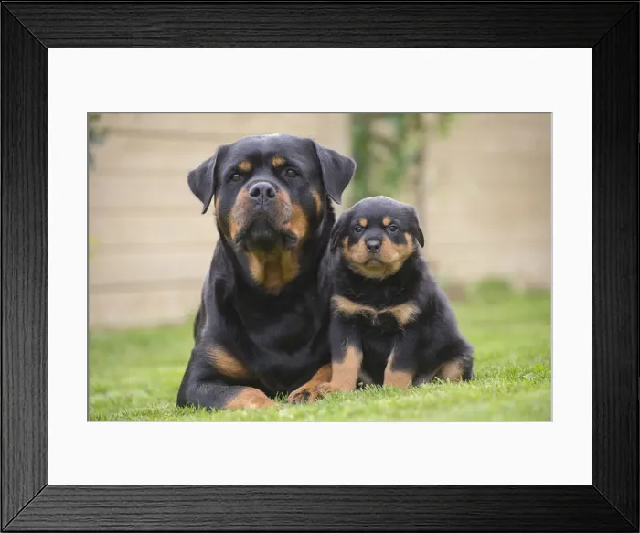 Framed Print : Picture No. 12019536 Framed Print : Picture No. 12019536