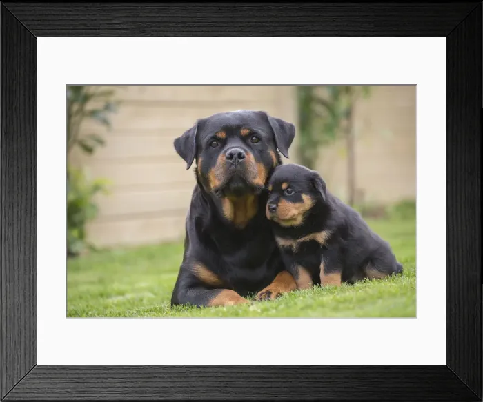 Framed Print : Picture No. 12019537 Framed Print : Picture No. 12019537
