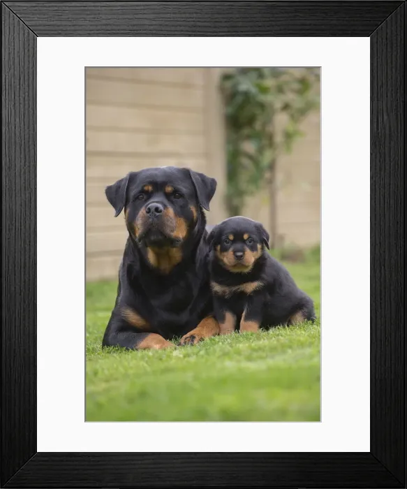 Framed Print : Picture No. 12019538 Framed Print : Picture No. 12019538