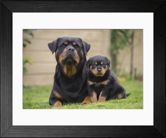 Framed Print : Picture No. 12019539 Framed Print : Picture No. 12019539