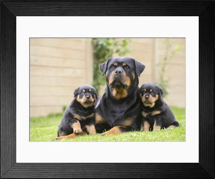 Framed Print : Picture No. 12019540 Framed Print : Picture No. 12019540