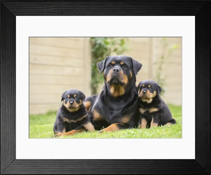 Framed Print : Picture No. 12019541 Framed Print : Picture No. 12019541