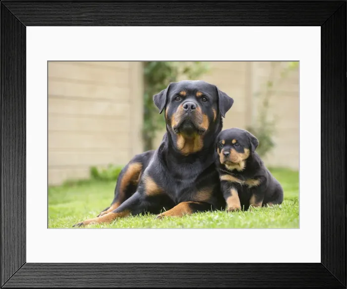Framed Print : Picture No. 12019542 Framed Print : Picture No. 12019542
