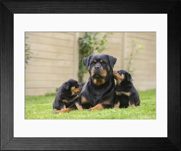 Framed Print : Picture No. 12019543 Framed Print : Picture No. 12019543