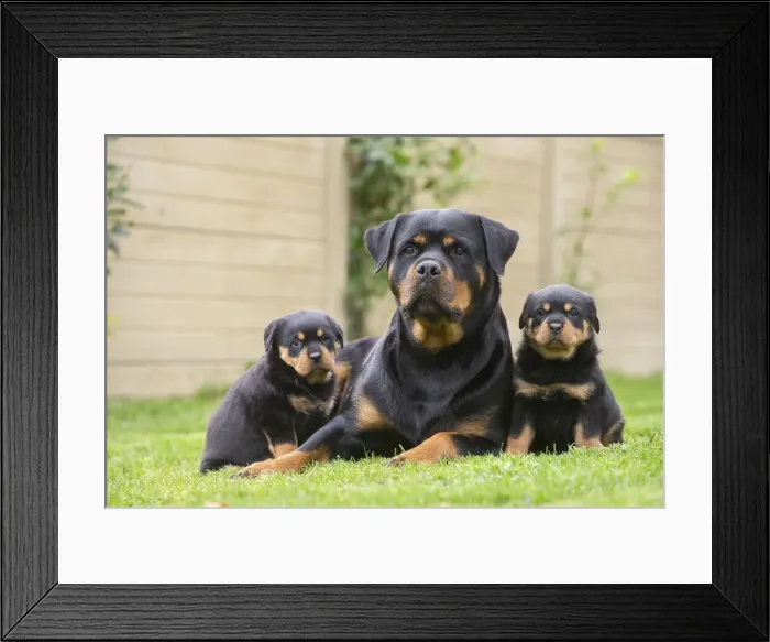 Framed Print : Picture No. 12019544 Framed Print : Picture No. 12019544