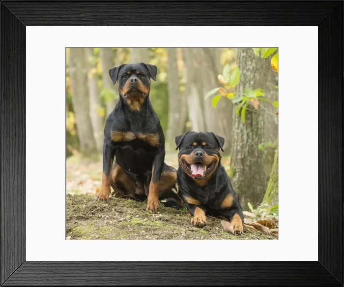 Framed Print : Picture No. 12019545 Framed Print : Picture No. 12019545