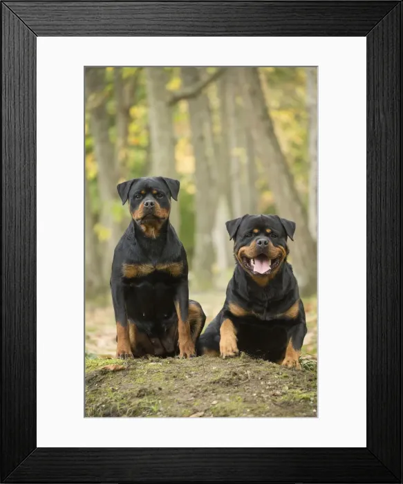 Framed Print : Picture No. 12019547 Framed Print : Picture No. 12019547