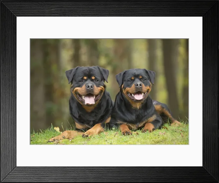 Framed Print : Picture No. 12019548 Framed Print : Picture No. 12019548