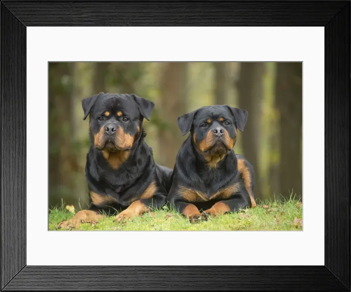 Framed Print : Picture No. 12019549 Framed Print : Picture No. 12019549
