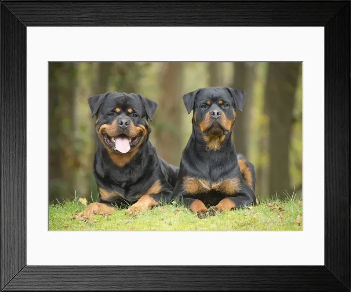 Framed Print : Picture No. 12019550 Framed Print : Picture No. 12019550