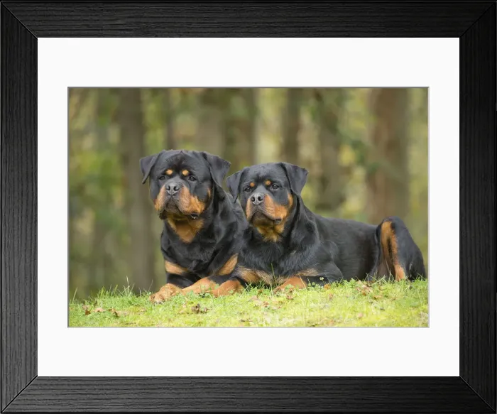 Framed Print : Picture No. 12019551 Framed Print : Picture No. 12019551