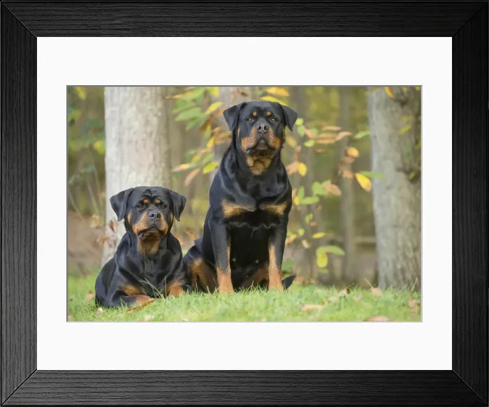Framed Print : Picture No. 12019553 Framed Print : Picture No. 12019553