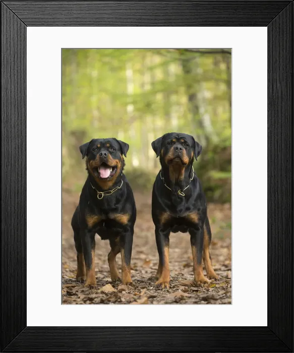 Framed Print : Picture No. 12019554 Framed Print : Picture No. 12019554