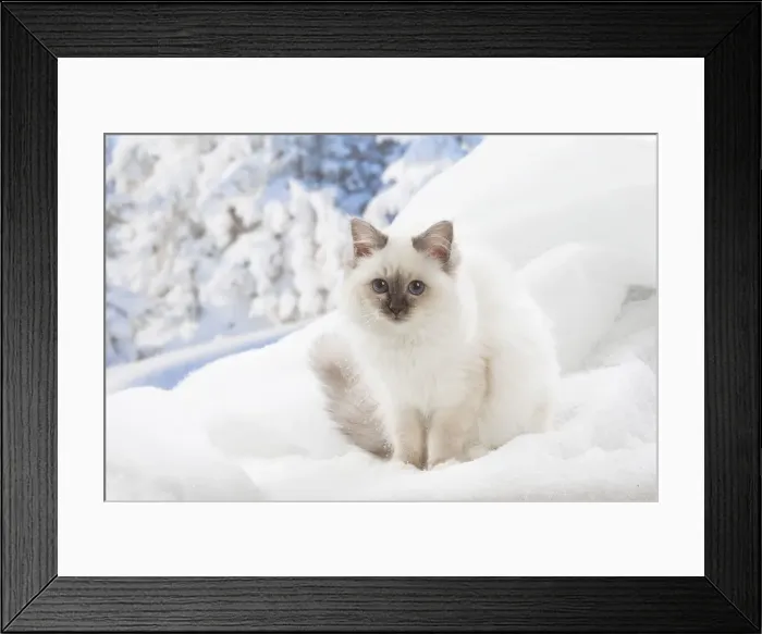 Framed Print : Picture No. 12019877 Framed Print : Picture No. 12019877