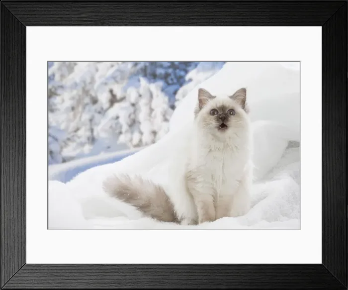 Framed Print : Picture No. 12019878 Framed Print : Picture No. 12019878