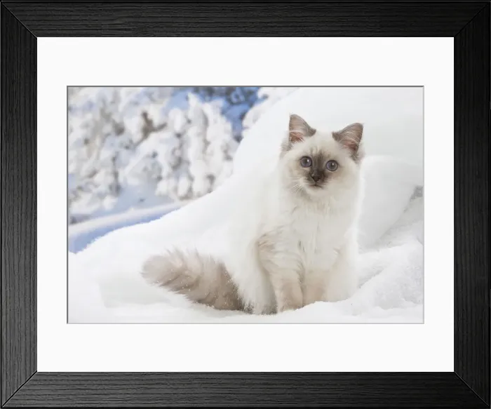 Framed Print : Picture No. 12019879 Framed Print : Picture No. 12019879