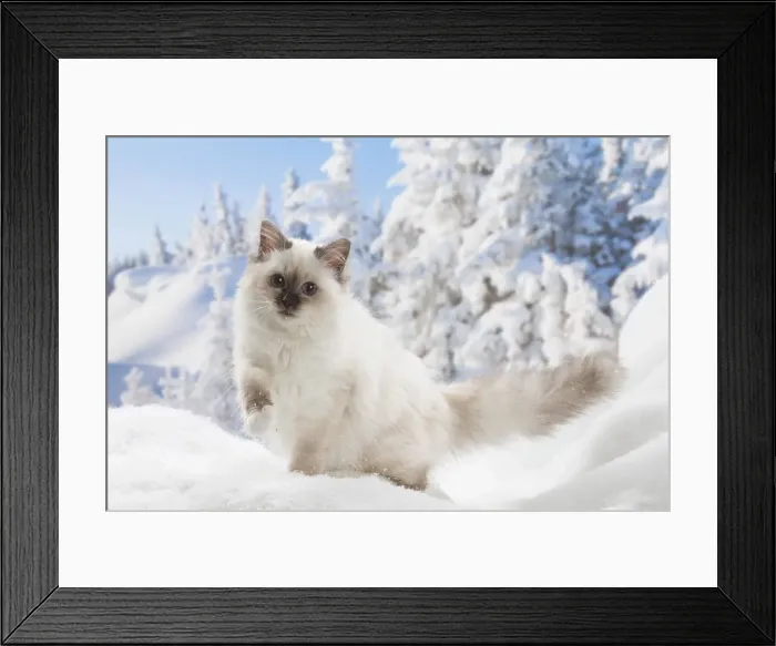 Framed Print : Picture No. 12019880 Framed Print : Picture No. 12019880