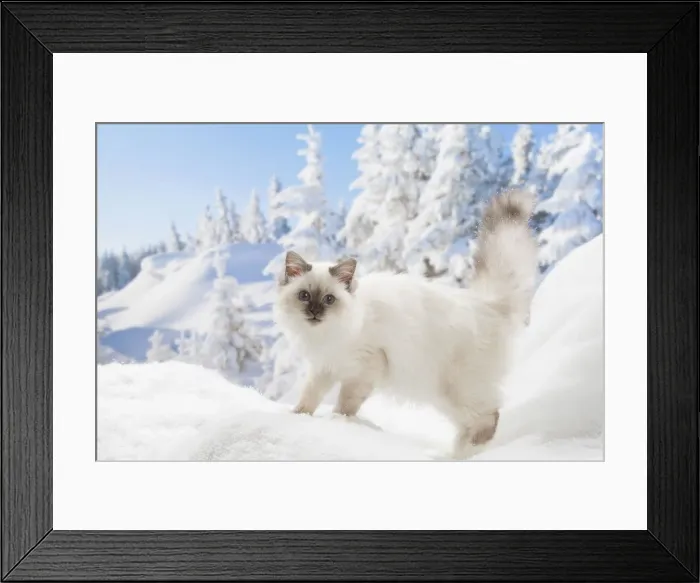 Framed Print : Picture No. 12019881 Framed Print : Picture No. 12019881
