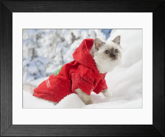 Framed Print : Picture No. 12019882 Framed Print : Picture No. 12019882
