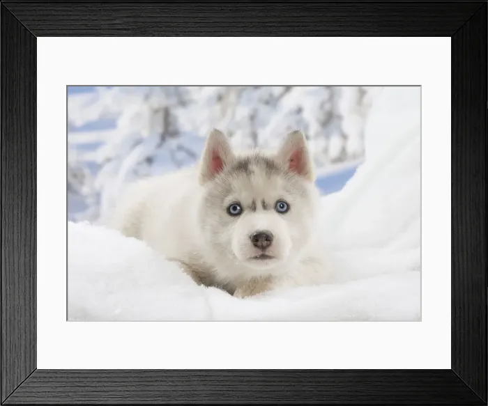 Framed Print : Picture No. 12019885 Framed Print : Picture No. 12019885