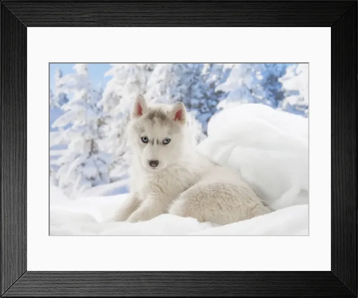 Framed Print : Picture No. 12019887 Framed Print : Picture No. 12019887