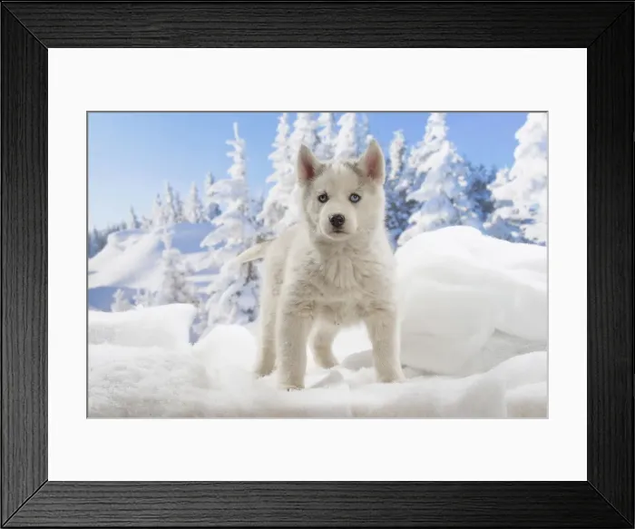 Framed Print : Picture No. 12019888 Framed Print : Picture No. 12019888