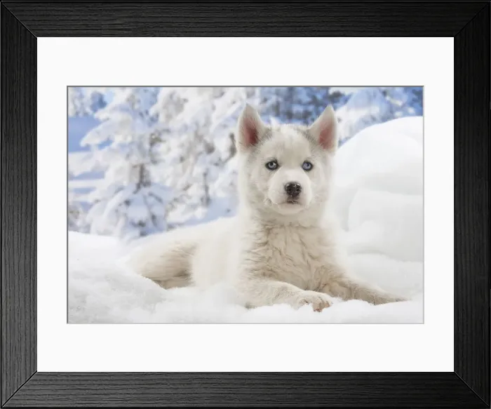 Framed Print : Picture No. 12019890 Framed Print : Picture No. 12019890