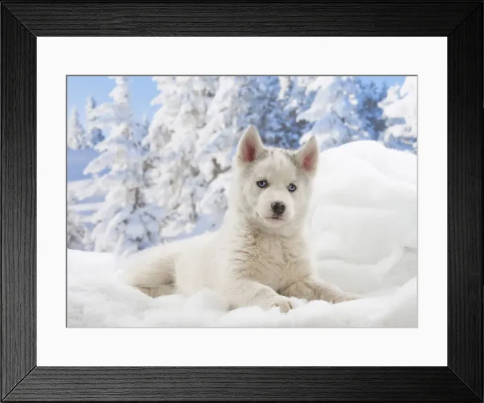 Framed Print : Picture No. 12019889 Framed Print : Picture No. 12019889