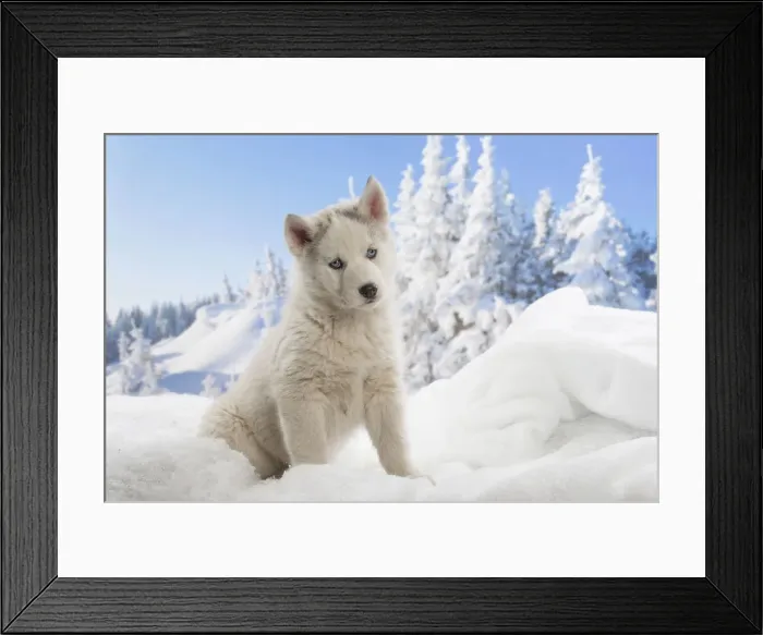 Framed Print : Picture No. 12019891 Framed Print : Picture No. 12019891