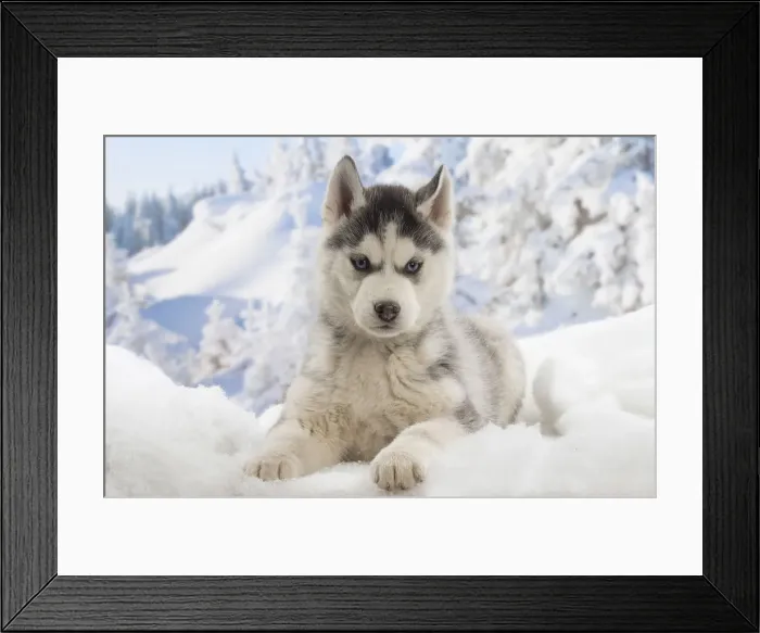 Framed Print : Picture No. 12019894 Framed Print : Picture No. 12019894