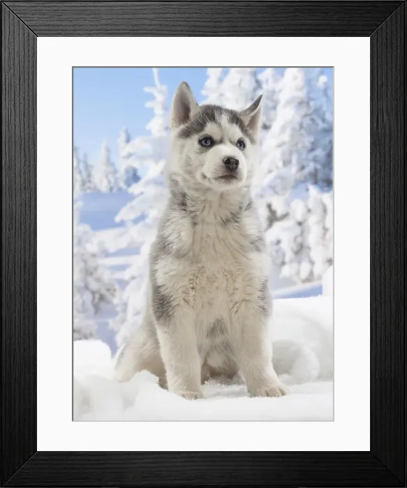 Framed Print : Picture No. 12019895 Framed Print : Picture No. 12019895
