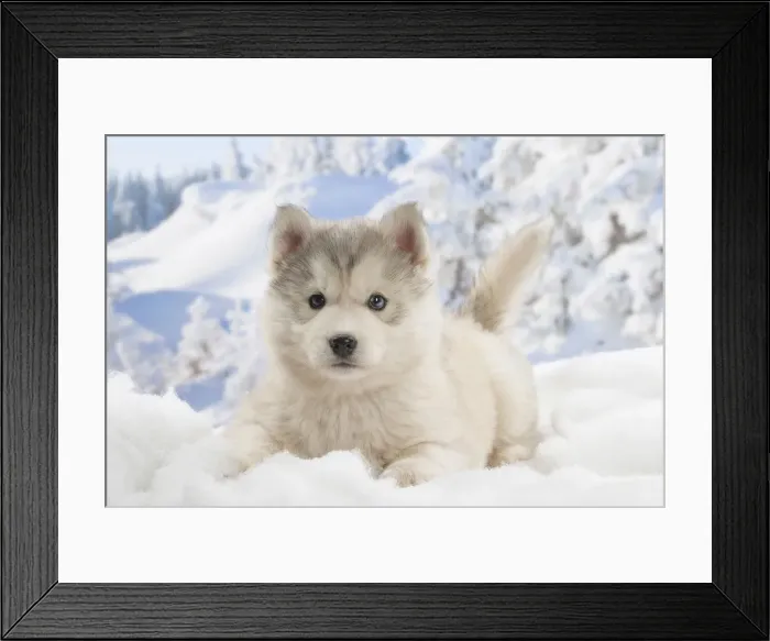 Framed Print : Picture No. 12019898