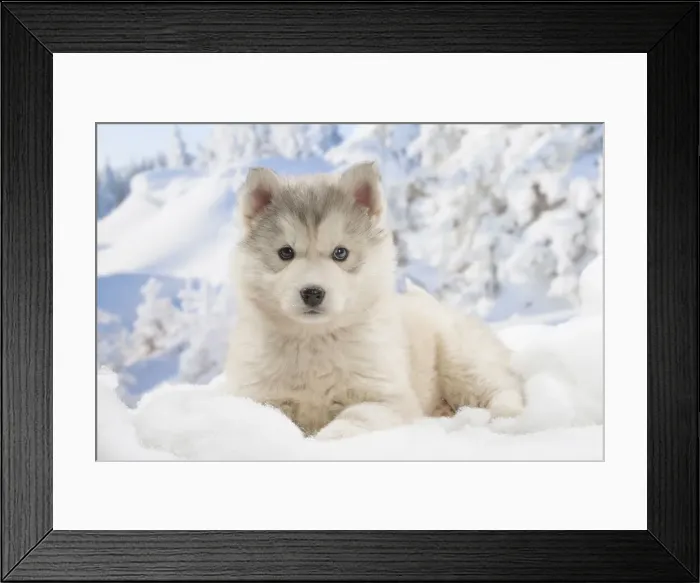 Framed Print : Picture No. 12019899 Framed Print : Picture No. 12019899