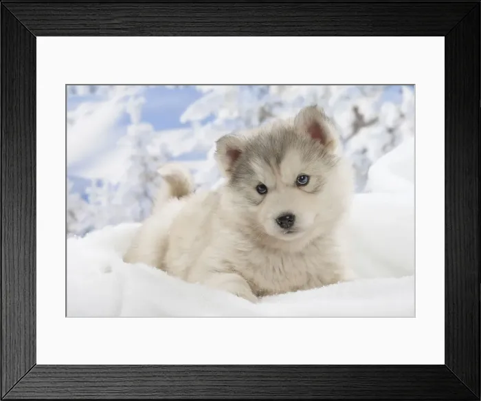 Framed Print : Picture No. 12019900 Framed Print : Picture No. 12019900