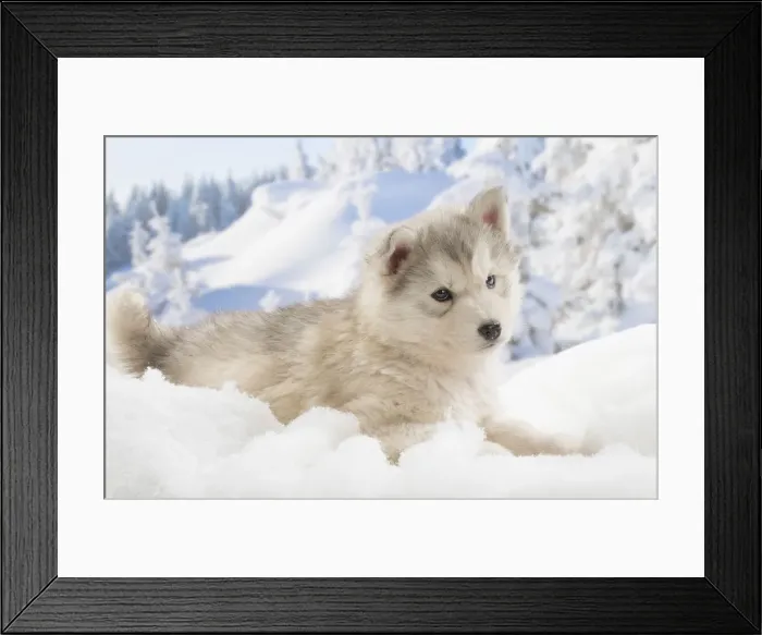 Framed Print : Picture No. 12019897 Framed Print : Picture No. 12019897