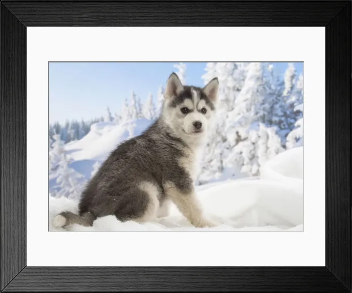 Framed Print : Picture No. 12019901 Framed Print : Picture No. 12019901