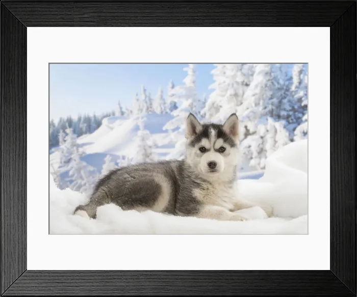 Framed Print : Picture No. 12019902 Framed Print : Picture No. 12019902