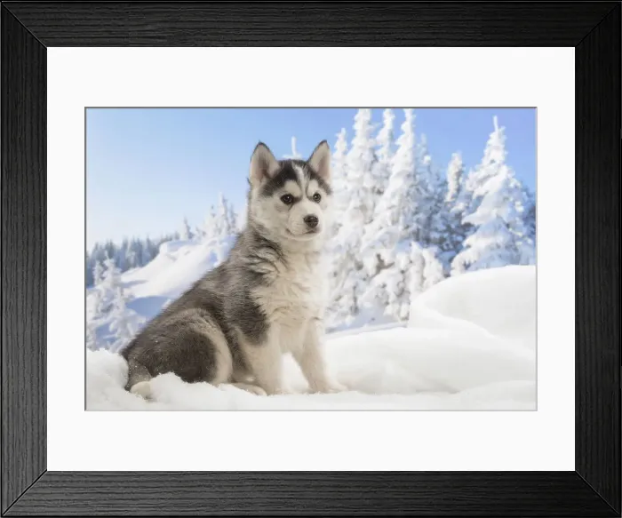 Framed Print : Picture No. 12019903 Framed Print : Picture No. 12019903