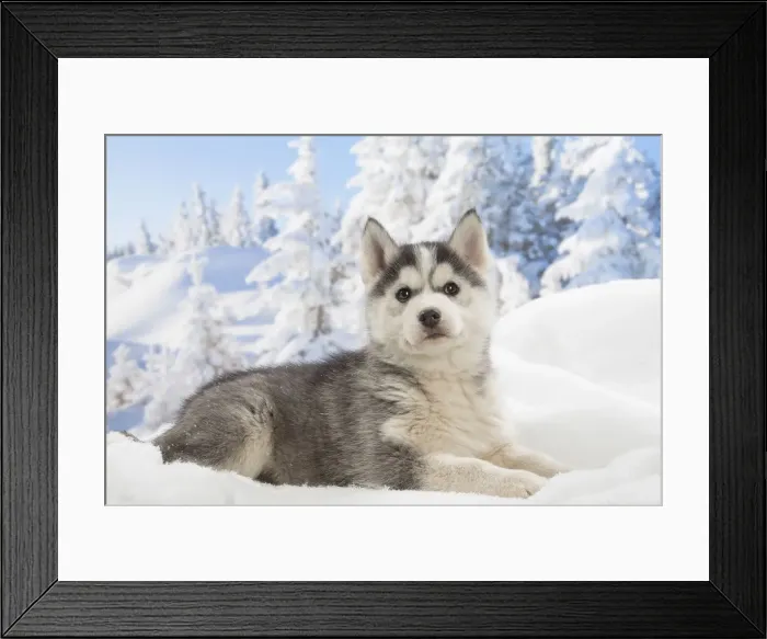 Framed Print : Picture No. 12019904 Framed Print : Picture No. 12019904