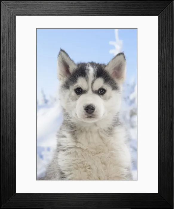 Framed Print : Picture No. 12019905 Framed Print : Picture No. 12019905