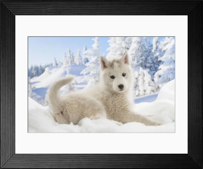 Framed Print : Picture No. 12019906 Framed Print : Picture No. 12019906
