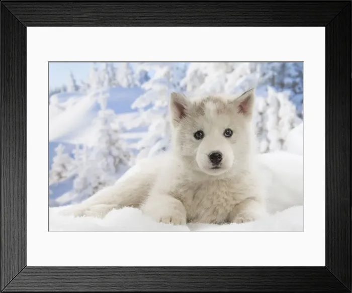 Framed Print : Picture No. 12019907 Framed Print : Picture No. 12019907