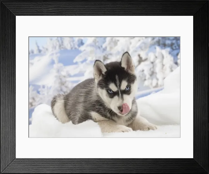 Framed Print : Picture No. 12019908 Framed Print : Picture No. 12019908
