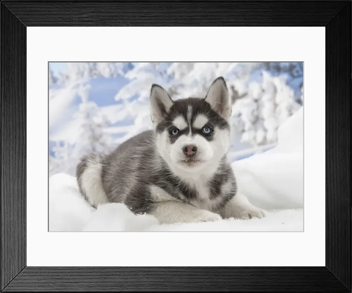 Framed Print : Picture No. 12019909 Framed Print : Picture No. 12019909