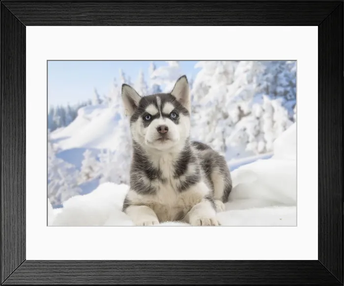 Framed Print : Picture No. 12019911 Framed Print : Picture No. 12019911