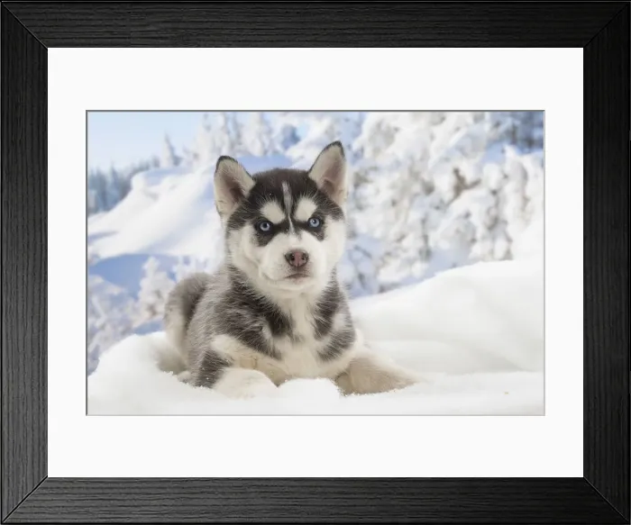 Framed Print : Picture No. 12019913 Framed Print : Picture No. 12019913