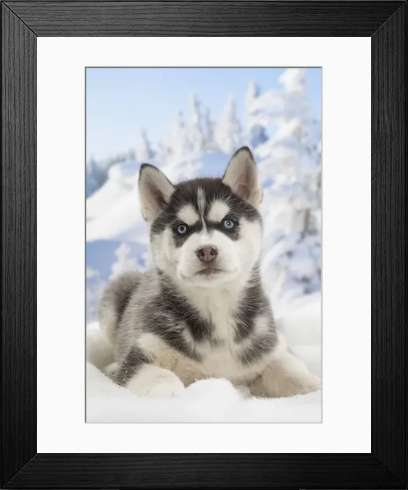 Framed Print : Picture No. 12019915 Framed Print : Picture No. 12019915