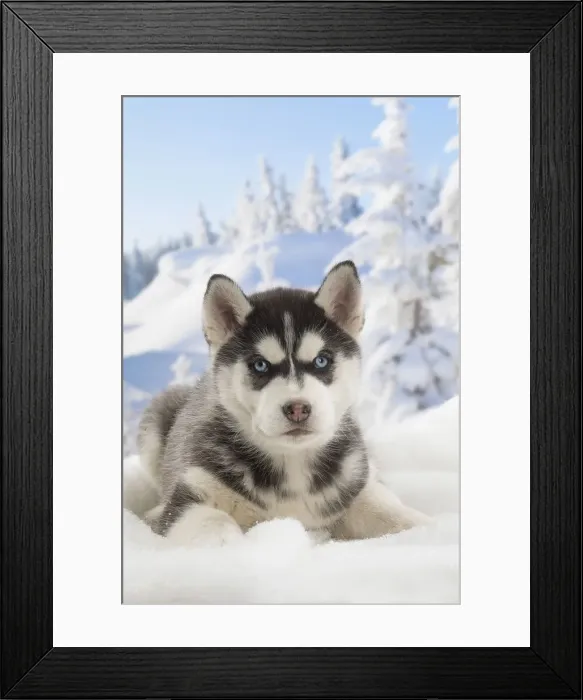 Framed Print : Picture No. 12019916 Framed Print : Picture No. 12019916