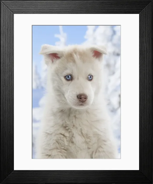 Framed Print : Picture No. 12019917 Framed Print : Picture No. 12019917