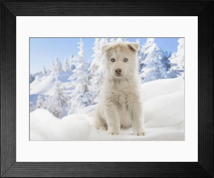 Framed Print : Picture No. 12019919 Framed Print : Picture No. 12019919